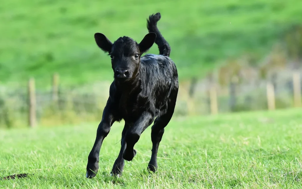 A playful black calf running across a green field.