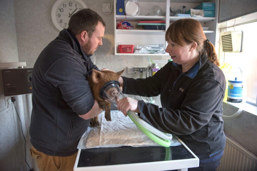 A pig receiving treatment with a mask in a veterinary clinic.