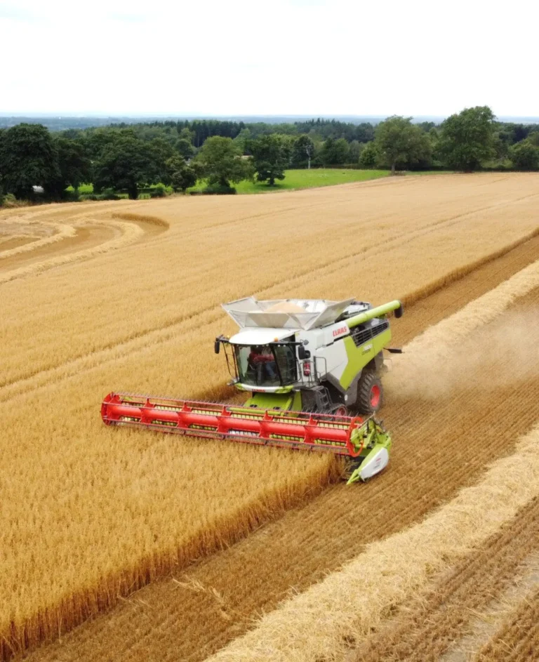 A tractor harvesting wheat in a golden field.